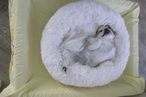 Customer photo review of FluffyBed™ - Gemütliches Haustierbett