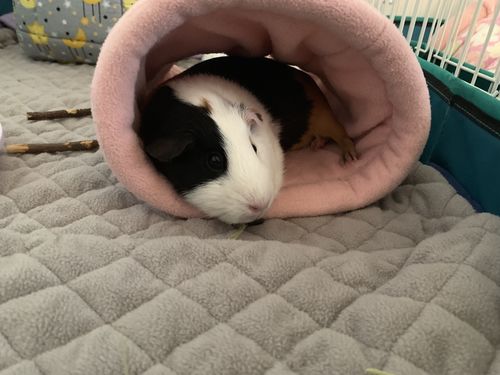 Customer photo review of GuineaDad Liner- Full Sizes with Pockets
