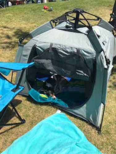 Customer photo review of Pop N' Go® Pets