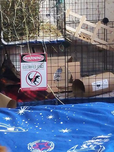 Customer photo review of GuineaDad Crunchy Condo - Pack of 3