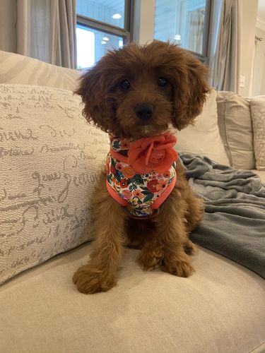 Customer photo review of Rifle paper co dog harness set - Garden Party Cream Petite