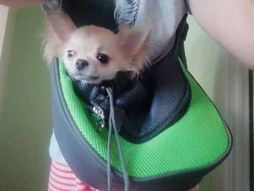 Customer photo review of Petyfy™ Shoulder Dog Bag