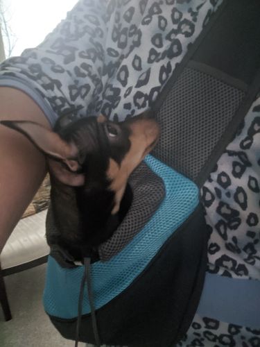 Customer photo review of Petyfy™ Shoulder Dog Bag