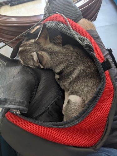 Customer photo review of Petyfy™ Shoulder Dog Bag
