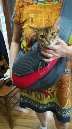 Customer photo review of Petyfy™ Shoulder Dog Bag