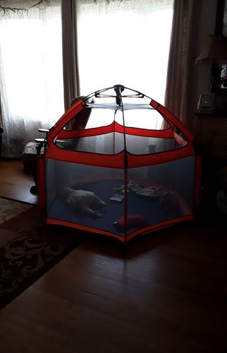 Customer photo review of Pop N' Go® Playpen