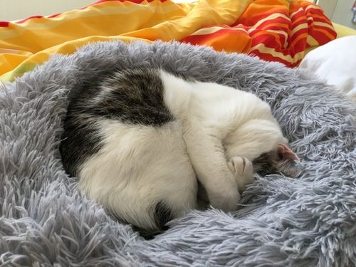 Customer photo review of FluffyBed™ - Gemütliches Haustierbett