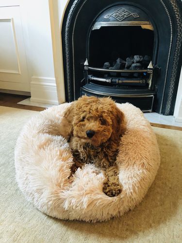 Customer photo review of Calming Bed (Improved Design)