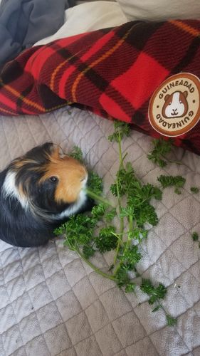 Customer photo review of GuineaDad Liner- Full Sizes with Pockets