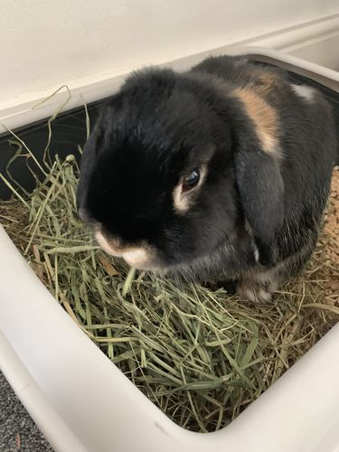 Customer photo review of Timothy Hay Box