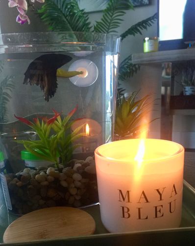 Customer photo review of Original Shark Tooth Candle