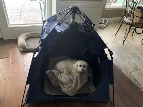 Customer photo review of Pop N' Go® Pets