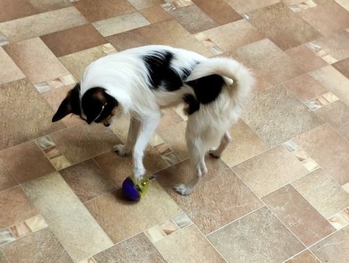 Customer photo review of Pet IQ Training Toy