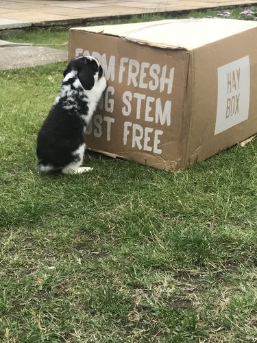 Customer photo review of Timothy Hay Box