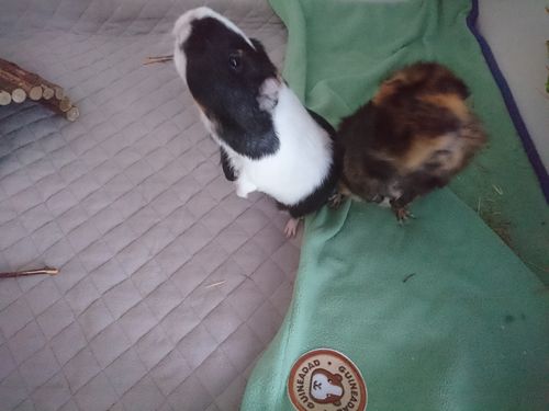 Customer photo review of GuineaDad Liner- Full Sizes with Pockets