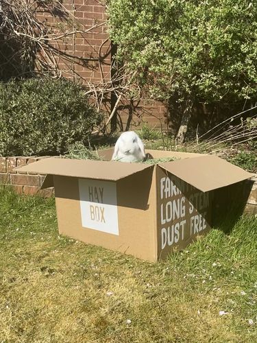 Customer photo review of Timothy Hay Box
