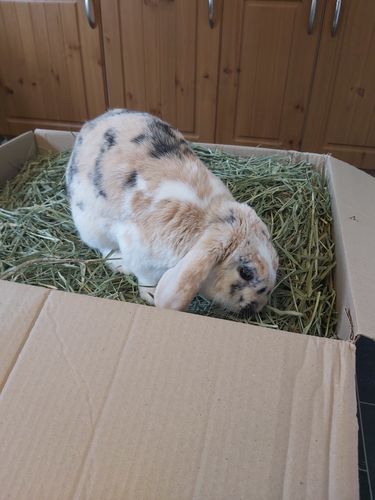 Customer photo review of Timothy Hay Box