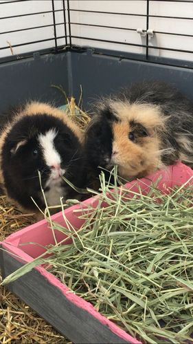 Customer photo review of Timothy Hay Box