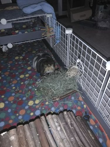 Customer photo review of Timothy Hay Box