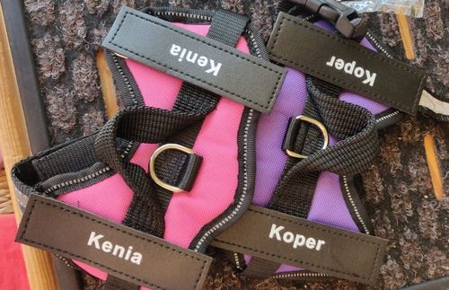 Customer photo review of Petyfy™ Personalized NO PULL Harness + Seat Belt For FREE