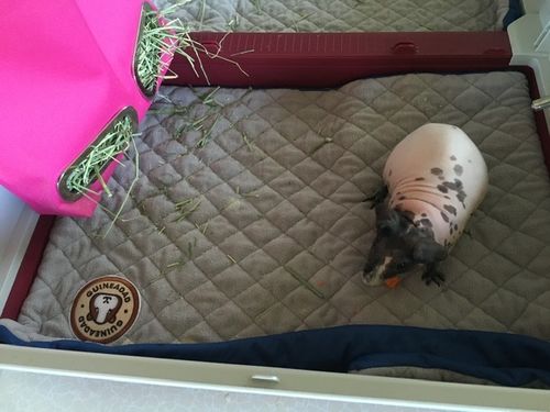Customer photo review of GuineaDad Liner - Smaller Sizes without Pockets