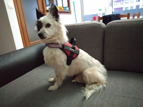 Customer photo review of Petyfy™ Personalized NO PULL Harness + Seat Belt For FREE