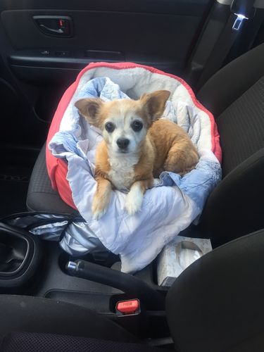 Customer photo review of KING KALM™ CBD 75mg - Small Size Dog & Cat Formula