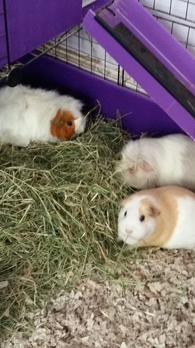 Customer photo review of 50/50 Hay Box