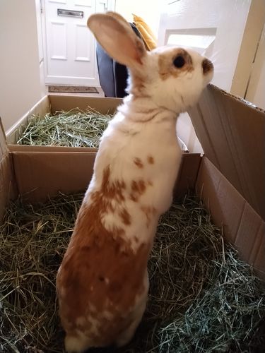 Customer photo review of Timothy Hay Box