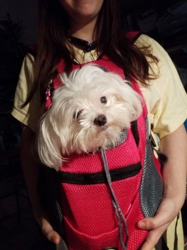 Customer photo review of Petyfy™ Dog Backpack + Lifetime Warranty!