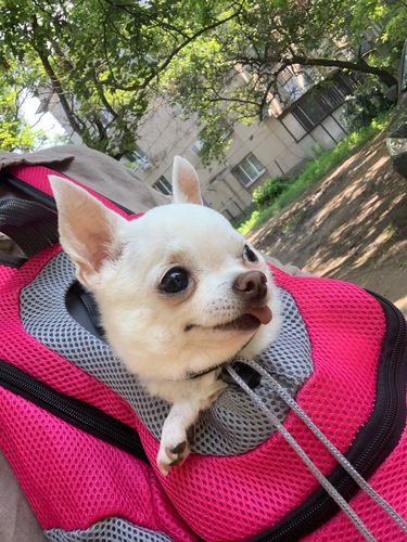 Customer photo review of Petyfy™ Dog Backpack + Lifetime Warranty!