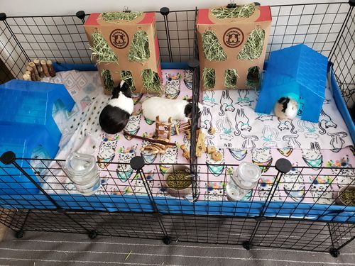 Customer photo review of GuineaDad Nourish Series - Timothy Hay (3 Pack)