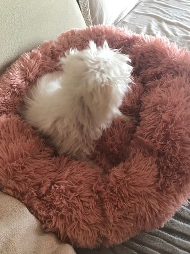 Customer photo review of CALMING LUXURY DONUT CUDDLER BY WUUFF STORE
