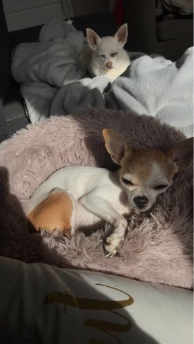 Customer photo review of CALMING LUXURY DONUT CUDDLER BY WUUFF STORE