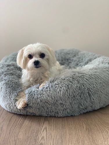 Customer photo review of CALMING LUXURY DONUT CUDDLER BY WUUFF STORE