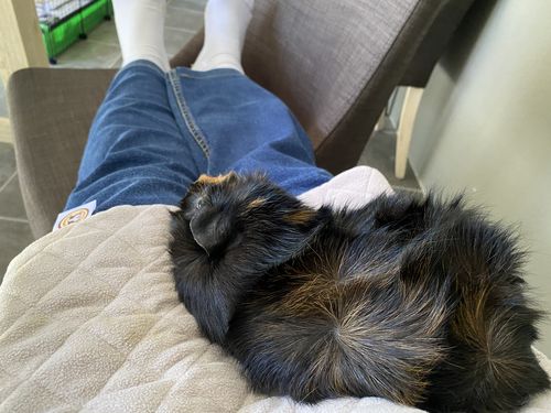 Customer photo review of GuineaDad Liner - Smaller Sizes without Pockets