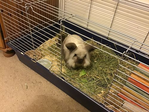 Customer photo review of Timothy Hay Box