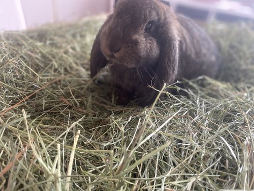 Customer photo review of Meadow Hay Box