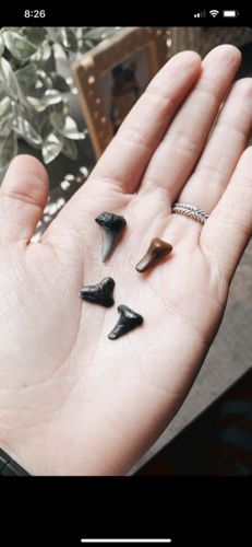 Customer photo review of Original Shark Tooth Candle BLEU