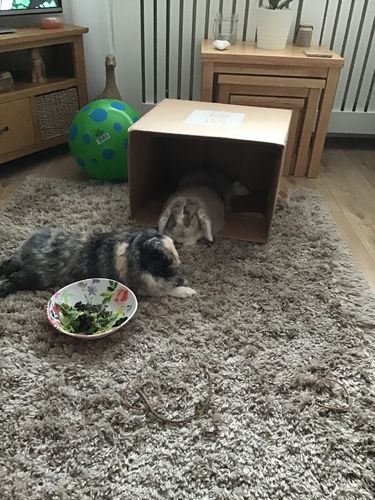 Customer photo review of Timothy Hay Box