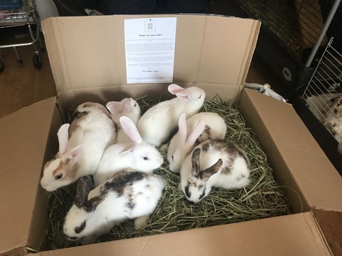 Customer photo review of Timothy Hay Box