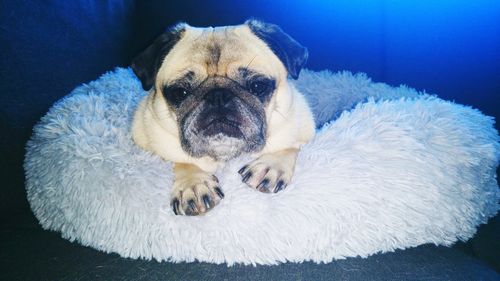 Customer photo review of FluffyBed™ - Gemütliches Haustierbett