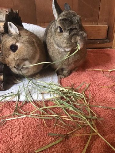 Customer photo review of Timothy Hay Box