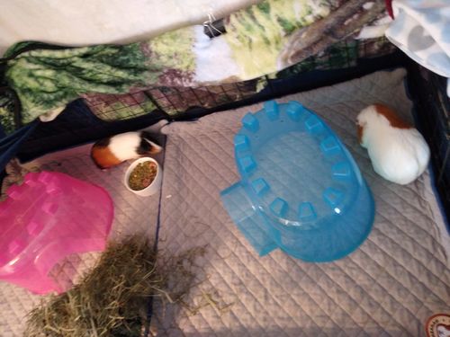 Customer photo review of GuineaDad Liner- Full Sizes with Pockets