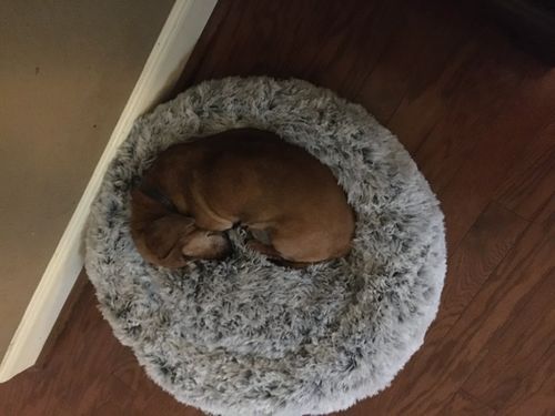 Customer photo review of Calming Bed (Improved Design)