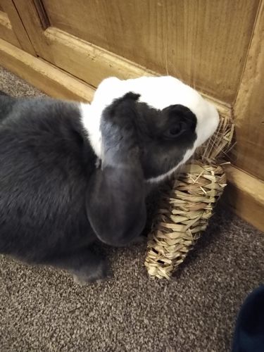 Customer photo review of Natural Grass Carrot