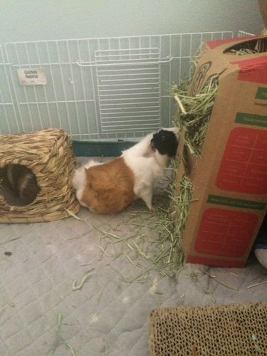 Customer photo review of GuineaDad Nourish Series - Timothy Hay (3 Pack)