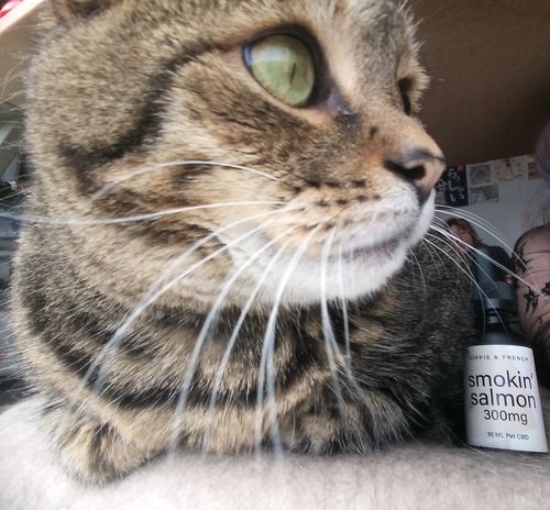 Customer photo review of Hippie & French Smokin' Salmon 300mg Pet CBD