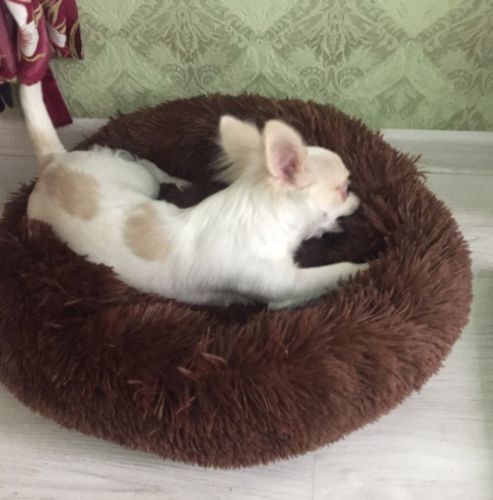 Customer photo review of Calming Dog Bed with Removable Cover