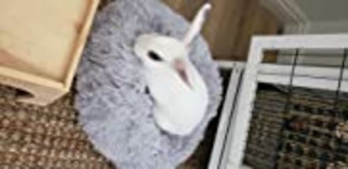 Customer photo review of Calming Dog Bed with Removable Cover